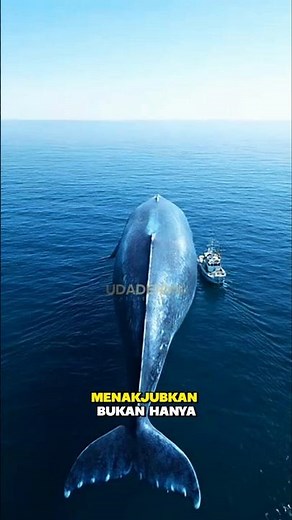 “Blue Whale: The Heartbeat of the Ocean Giant” #BlueWhale #OceanGiant