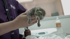 720K views · 987 shares | Match your passion for animal care with a degree and career training in Veterinary Technology. FA for those who qualify. | Stanbridge University | Facebook