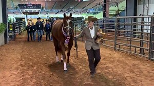 Yes, he’s beautiful! Congratulations to World Champion Performance Halter Stallions Figured Im Invited and Gretchen Mathes for owner Marie d’Hondt. 🎉💚🏆 #godigital #wherethewinnersgo Torey Roderick Powder Brook Farm | GoHorseShow.com