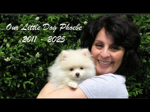 Remembering Our Little Dog Phoebe
