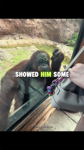 This chimp is smarter than most humans 🤯🦍