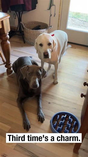 These well behaved dogs wait to eat until they hear the magic word! #dogs #funnyanimals