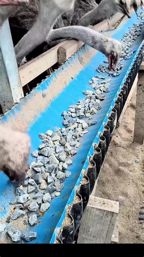 Les autruches : vitesse, force et mythes révélés