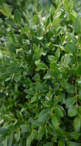 1.6K views · 4 comments |  The Box Tree Moth caterpillar is back!...