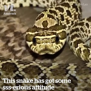 59K views · 402 reactions | We all know someone who can relate to this snake  Credit Exotics Lair | Lovimals | Facebook