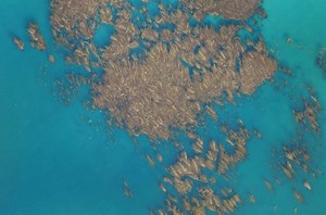 Giant Kelp Has Different Factors that Bear on Its Growth Dynamics, Say Researchers Using Novel Remote Sensing Data | Newswise