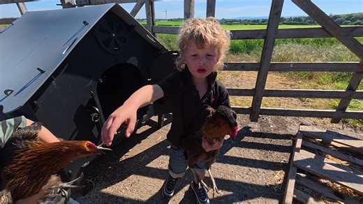 Eggs every day now... if they make it in the house before the boys break them.😅 Also notice Jock says 'clapit'... that's a win for the Scots 🤣 | The Sheep Game