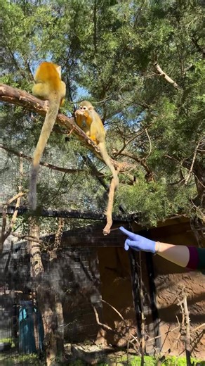 Bippity boppity BOO! #halloweencostume | Dickerson Park Zoo