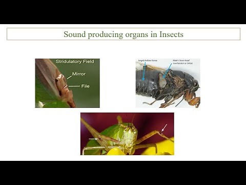 Sound Production in Insects