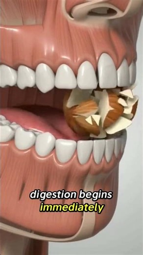 What Hazelnuts Do Inside Your Body | Digestion, Brain & Heart 🤯#hazelnuts #healthtok #learnontiktok