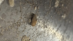 Golden mussels found during boat inspection in Oroville