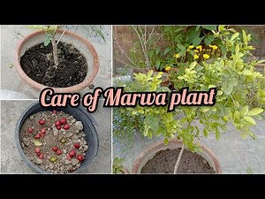 How to grow Marwa plant / Care of Marwa / Fertilizer / A complete guide / Humaira Gardening