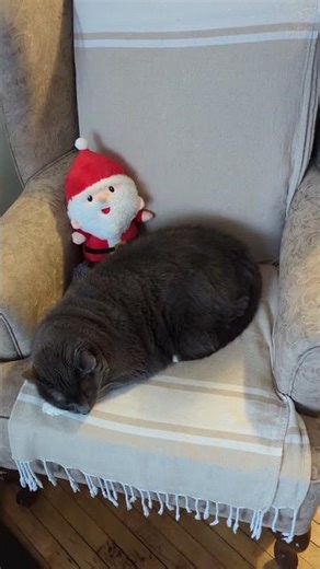 Day 192: Earning Money with My Old Grumpy Cat on YouTube😺🐾 #shorts #shortsfeed#cats#catshorts#pets