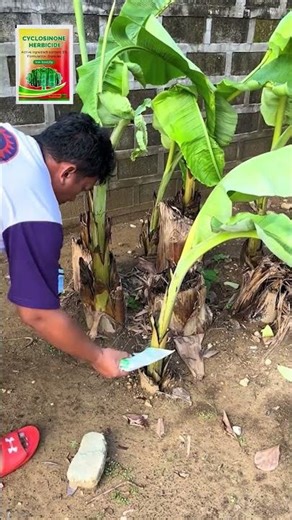 Best grass killer | Kill Weeds Fast & Easy🌱Weed Remover, Cyclosinone Herbicide Granules #WeedRemoval