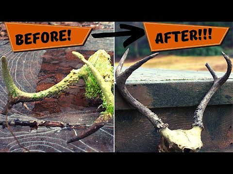 How To Restore Deer Antlers - Cleaning & Staining
