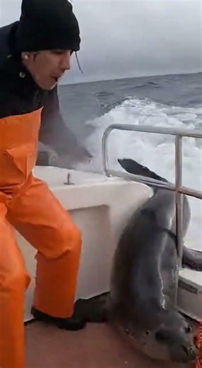 SHARK ATTACK ON BOAT! 😱 Seal’s Luckiest Second Ever!