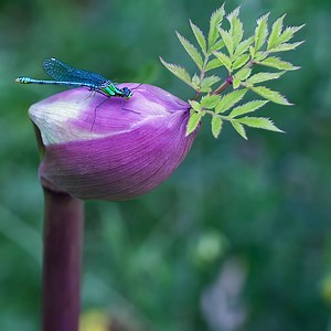 Dragonfly, Insect, Wings. Free Stock Video