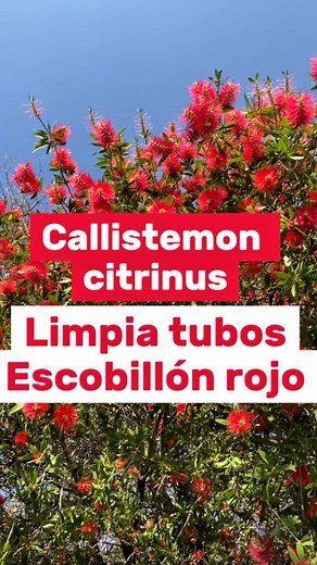 Calistemo o Escobillón Rojo🌳✅🌲🌿Árbol Amigo de Polinizadores Like y comparte #arboles #reforestacion2025 #arbolesexoticos #Reforestaciones #PaletaVegetal #curiosidades #arboristas #jardin #calistemon #escobillon #arboles #ArboladoUrbano #ARBOLADO | El Arborista Sigiloso