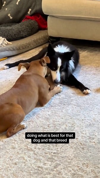 Excellent video from a border collie breeder who's fostering a pitbull mix that was dumped on her property about how "pibble mommies" blindly ignore their genetic traits (reposted to remove identifying info)