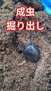 オス？メス？待望の成虫掘り出し！！ #カブトムシ #羽化 #成虫 #昆虫 #昆虫観察