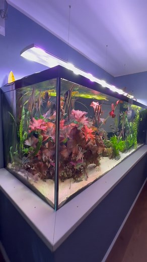 1900 Liter #südamerikaaquarium Ich wünsche Euch einen schönen Abend … Beleuchtung von (Achtung Werbung 😉 @daytime_led #aquarium #aquascaping #aquascape #aquaristik | aquarium_bonn