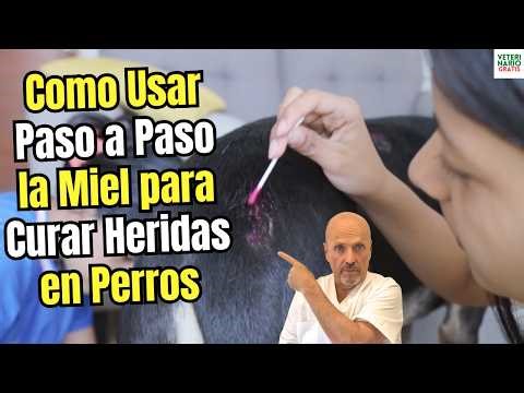 🐝 HOW TO USE HONEY TO HEAL WOUNDS IN DOGS STEP BY STEP 🐝