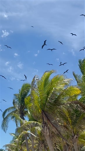 Magnificent Frigate Birds Soaring High in the Sky! ♥️🤩 #frigatebird #shorts