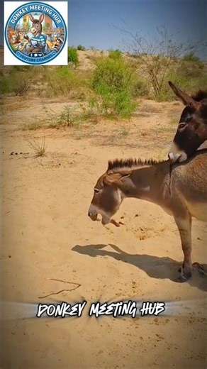 When the donkey finally shoots his shot 😅 #animals #funny #comedy #thestupids