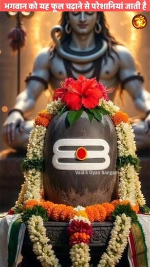 Problems go away by offering this flower to God #vastushastra #trendingshorts #devineflower