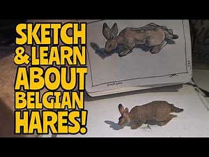 Belgian Hare Facts and Fast Sketching