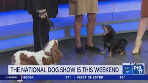 Meet the Lancashire Heeler, the newest breed to compete in the National Dog Show