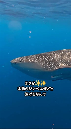 大人のセブ島留学 ジンベエザメと秘境カワサンフォール #留学 #旅行
