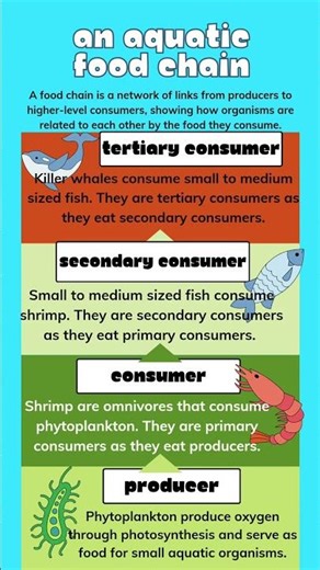 An aquatic food chain|Food chain| #shorts #foodchain #aquaticfoodchain #foodweb #class10biology