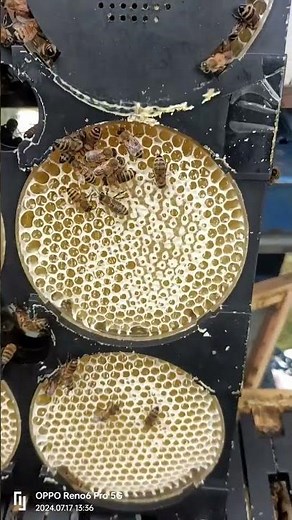 Comb Honey Frame (Round Honeycomb)#bee #beekeeping #honey #beehive #machine #honeycomb