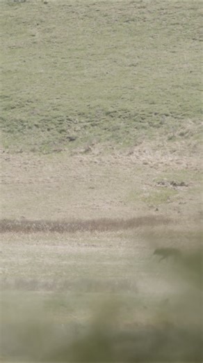 86K views · 606 reactions | The Lone Wolf's Dilemma. In the wild,...