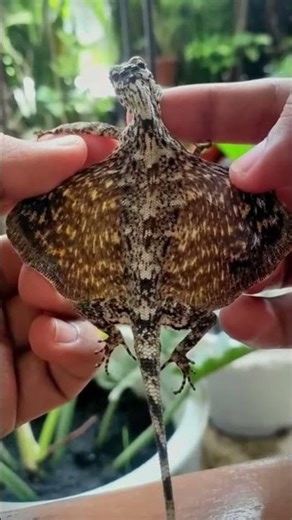 Draco Volans Lizard #shorts #short #shortvideo #reptiles #lizard #wildlife #animals