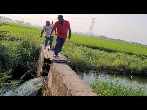 Traditional Baam Catching Video|Fisherman Catching & Hunting Indian baam fishes With Single hook