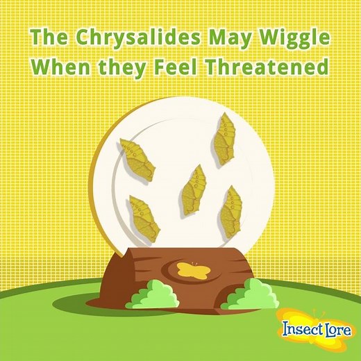 Why Are My Painted Lady Butterfly Chrysalides Wiggling? Learn from the Experts at Insect Lore