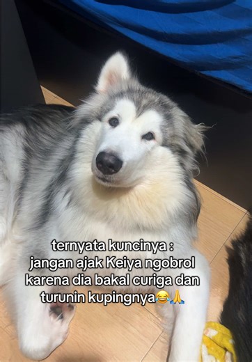 please yang ngerti kasih tau aku kenapa Keiya gamau kita tau kupingnya udah bisa naik 1🥲