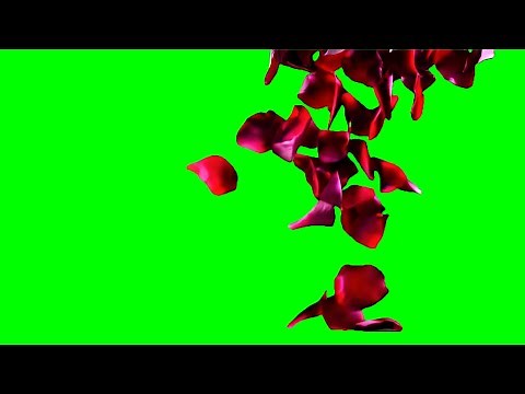 Falling Rose Petals – Free Romantic Green Screen VFX
