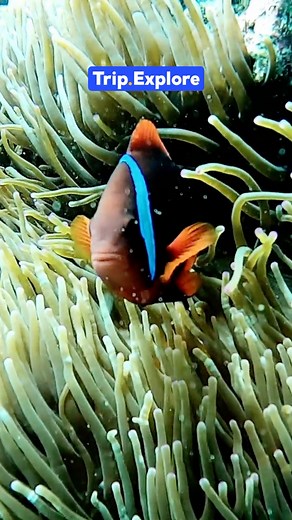 Where coral walls rise, turtles drift, and the ocean breathes. 🌊 Dive into the Philippines! #TripCom #TripExplore #Philippines #Diving #OceanDreams #TropicalEscape #UnderwaterWorld | Trip.Explore