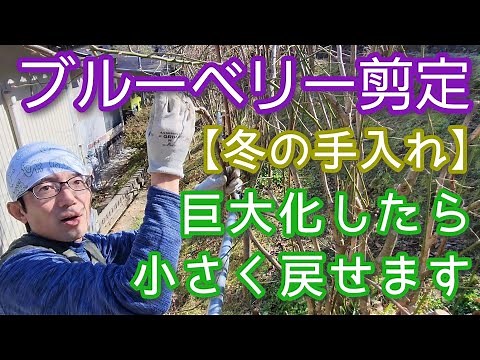 【ブルーベリーの冬剪定】大きくなった株を一気にサイズダウンする方法(2024年1月)✨🌱