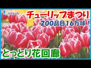 【チューリップまつり開催】「きれいですね。素晴らしいです」 200品目・16万球ものチューリップが咲き誇る 鳥取県南部町・とっとり花回廊