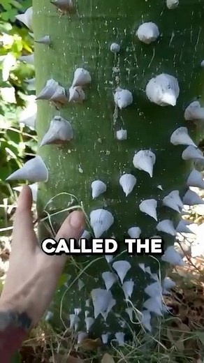 The Most Dangerous Tree On Earth 🤯