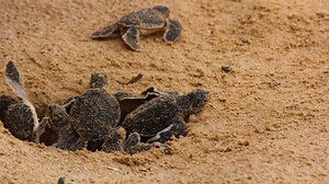 The Secret Lives of Nesting Sea Turtles—And Why Few Babies Survive