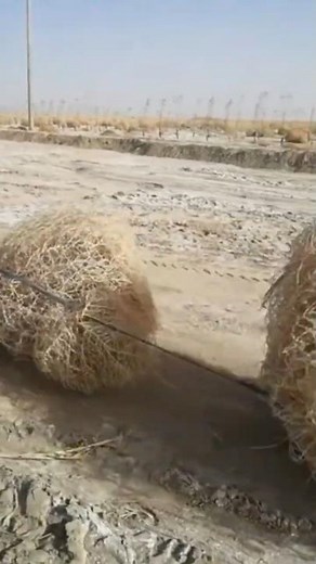 Do you know what methods China uses to control tumbleweeds that are rampant in North America?