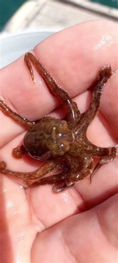 YOUNG OCTOPUS