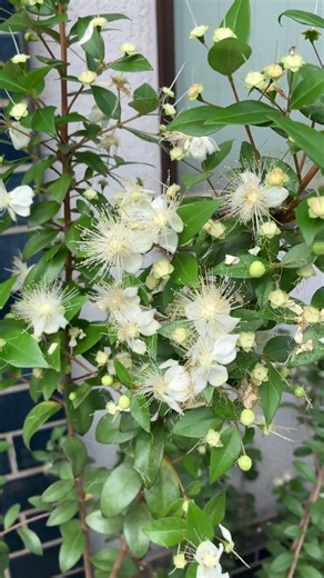 ギンバイカ 祝いの木#銀梅花#flowers #花