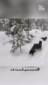 71K views · 358 reactions | Freeze! ❄️略 | Try Not to Laugh | Facebook