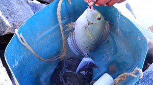 59K views · 782 reactions | Fishing Tangs Fish and Puffers | Kadal Raasa Fishing | Facebook